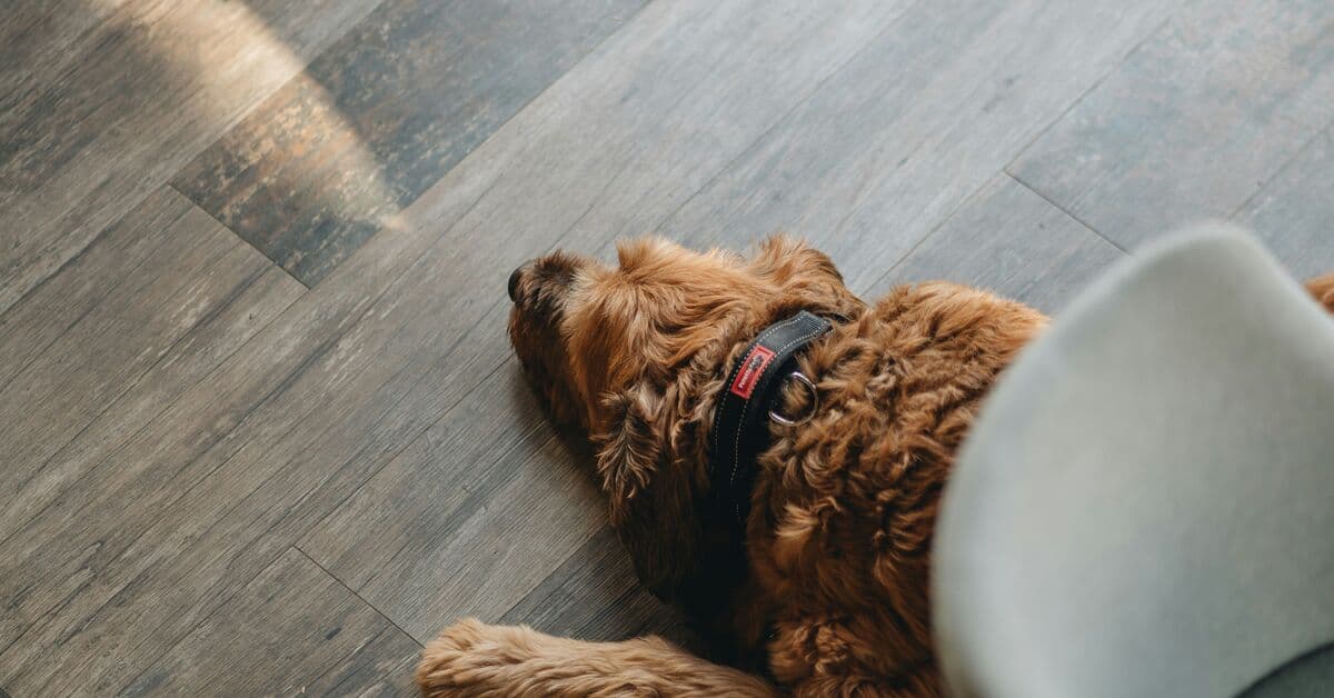 Čo o svojom miláčikovi naozaj viete? Malý test u veterinára